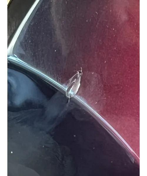 musicman-jp6-custody-2008